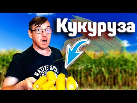 Как правильно варить кукурузу чтоб она была очень вкусной