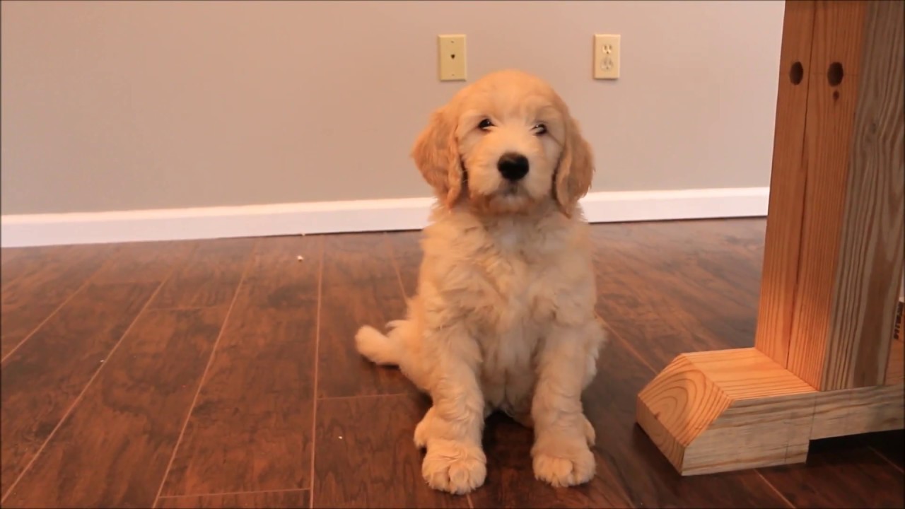 9 week old goldendoodle puppy