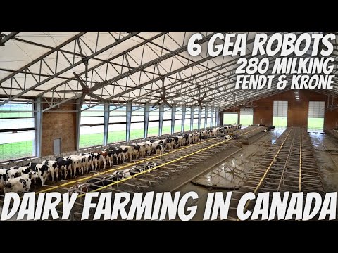 Milking 280 Cows With GEA Milking Robots! British Columbia