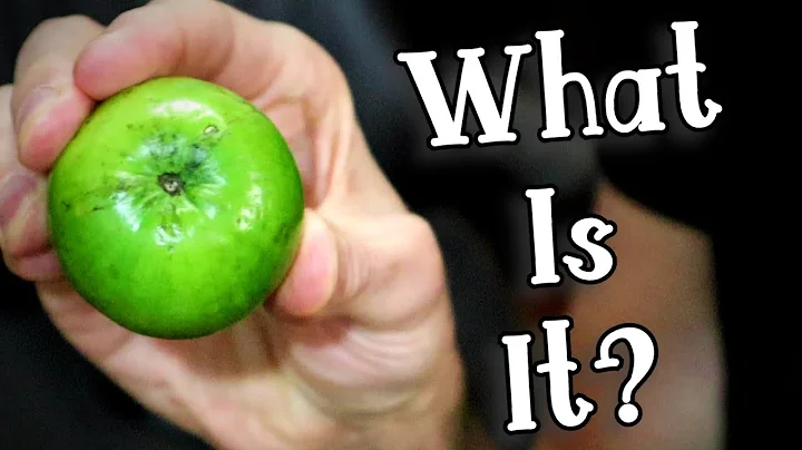 GREEN JUJUBE - Reviewing an Often Misunderstood Fruit - Weird Fruit Explorer - DayDayNews
