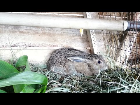 Что едят зайцы в домашних условиях