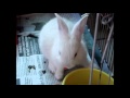 Nikki the Rabbit