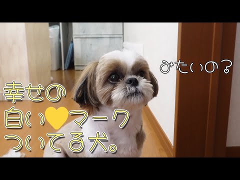 【幸せのハート型】頭に幸せの白い💛をつけたシーズー犬。【シーズーVlog】