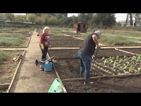 Já se cultiva nas novas Hortas Urbanas de Famalicão