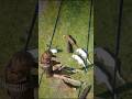 Survival Skills vid575