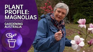 Plant Profile: Caring and Planting Magnolias