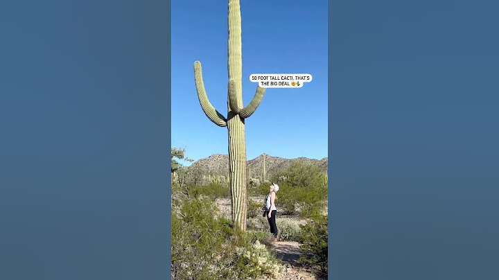 Saguaro Cacti - The LARGEST in the WORLD!
