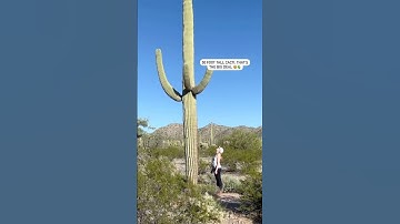 Thumbnail of Saguaro Cacti - The LARGEST in the WORLD!