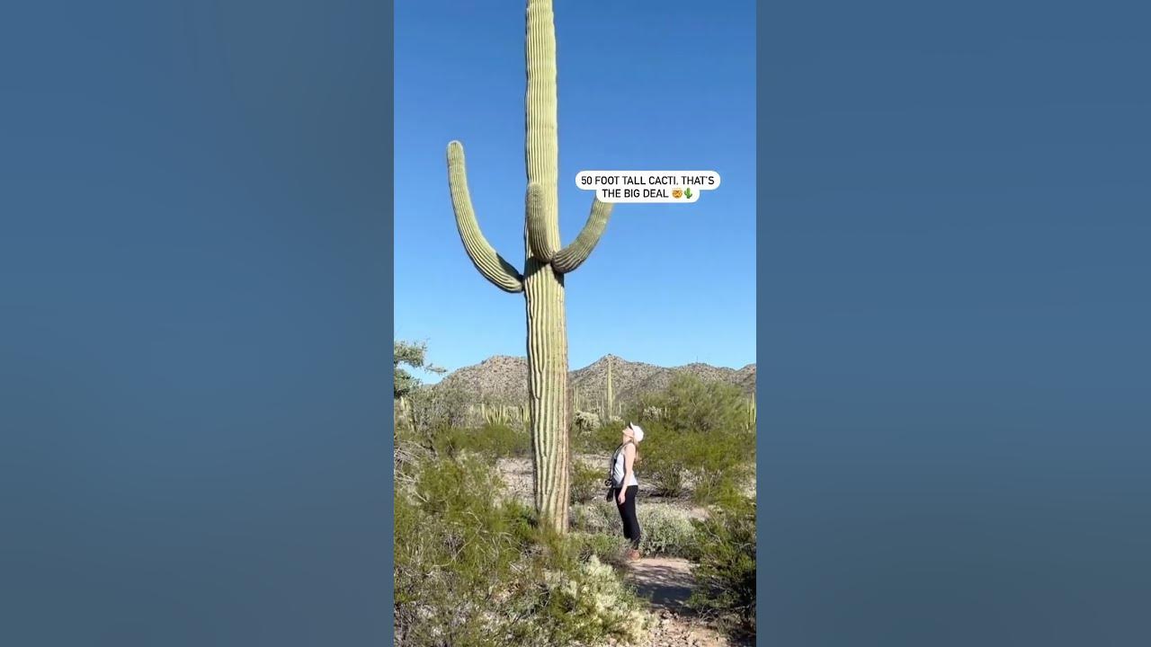 Saguaro Cacti - The LARGEST in the WORLD!