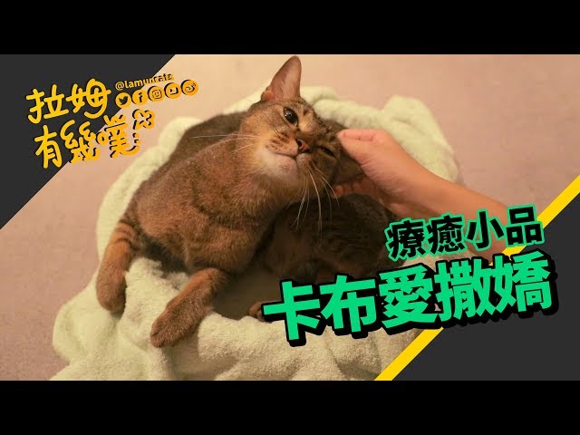 ►拉姆有幾噗◄ 手上裝了貓咪磁鐵？愛撒嬌的卡布┃Sweet affectionate cat ♡