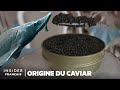 Pourquoi le caviar cotetil si cher   insider franais