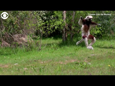 WEB EXTRA: 'Dancing'