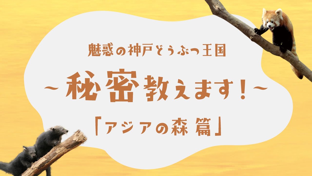 熱帯の森篇 魅惑の神戸どうぶつ王国 秘密教えます クラウドファンディング Youtube 熱帯の森篇 魅惑の神戸どうぶつ王国 秘密教えます クラウドファンディング Youtube