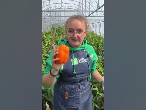 Перец Золотой слиток #сад #дача #огород #семенаалтая - YouTube