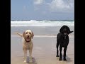 Animal Facts |  How Animals Keep Cool