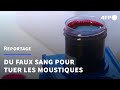 En sude des scientifiques crent un sang de synthse pour tuer les moustiques  afp