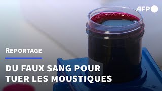 En Suède, des scientifiques créent un sang de synthèse pour tuer les moustiques | AFP