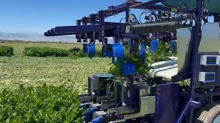 Beagle Tech Harvester Celery Field Demo