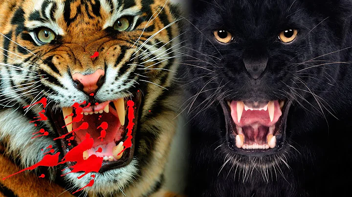 The Most DANGEROUS BIG CATS In The World - DayDayNews