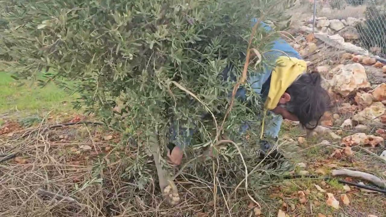 Zeytin de budama nasıl olmalı (4 yaş budama).