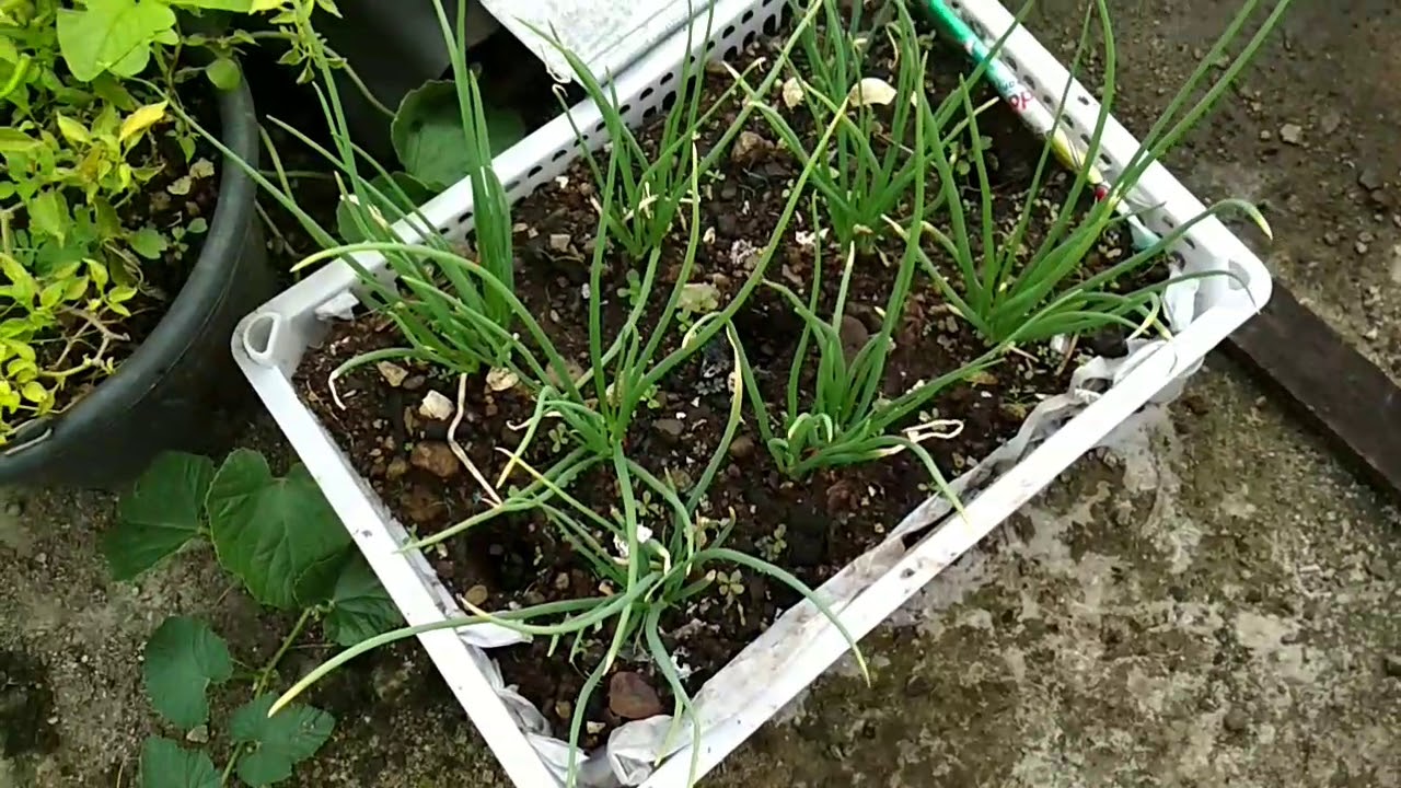 Tanam bawang merah sendiri dirumah dan cara pilih bibit supaya hasilnya