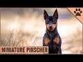 Miniature Pinscher Dog Breed Information の動画、YouTube動画。