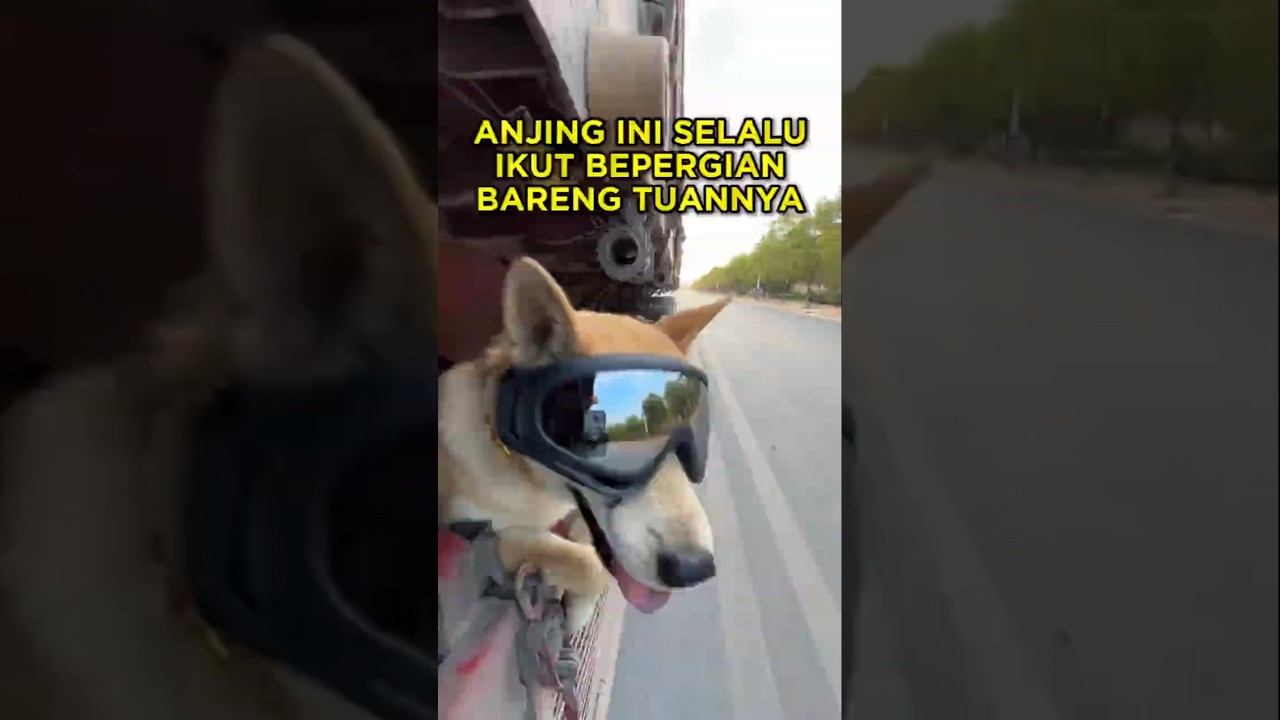 Dua Anjing Ini Hidup di Sebuah Truk 🐶🚛 