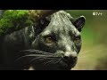 Prehistoric Planet Ice Age [2025] - Giant Fossa (Cryptoprocta spelea) Screen Time