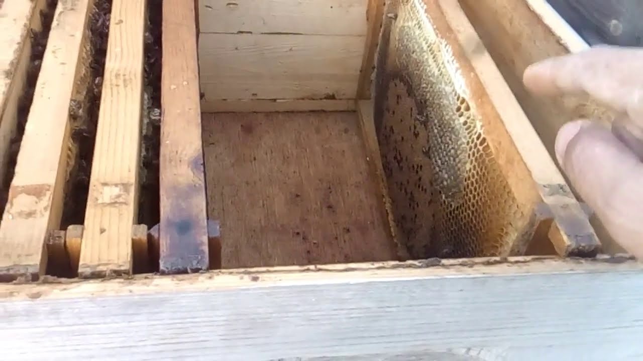 نتائج دعم طرد صغير فيه حوالي 200 نحلة خلال اسبوعين فقط و عمل بسيط اصبح طرد جيد و تفاديت ضمه و خسارته