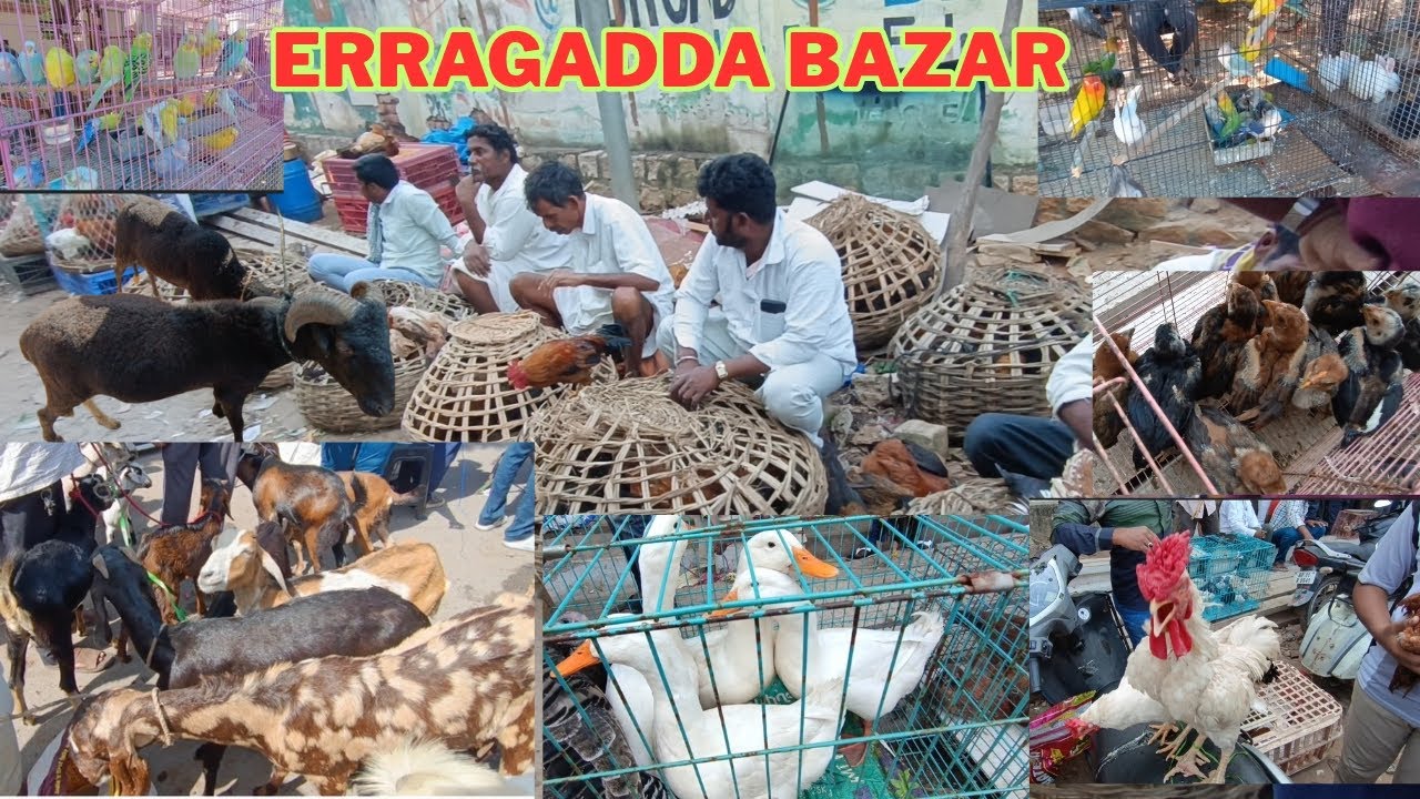 Erragadda Sunday pet Market (Erragadda Bazar) in, Hyderabad TS. 07-9-2025