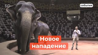 Слон напал на работника Казанского цирка