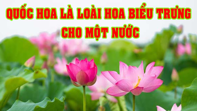 Ý nghĩa loài hoa - Khám Phá Thế Giới Tươi Đẹp Của Hoa Cỏ