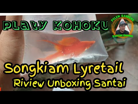 Ikan Mas Pedang Songkiam