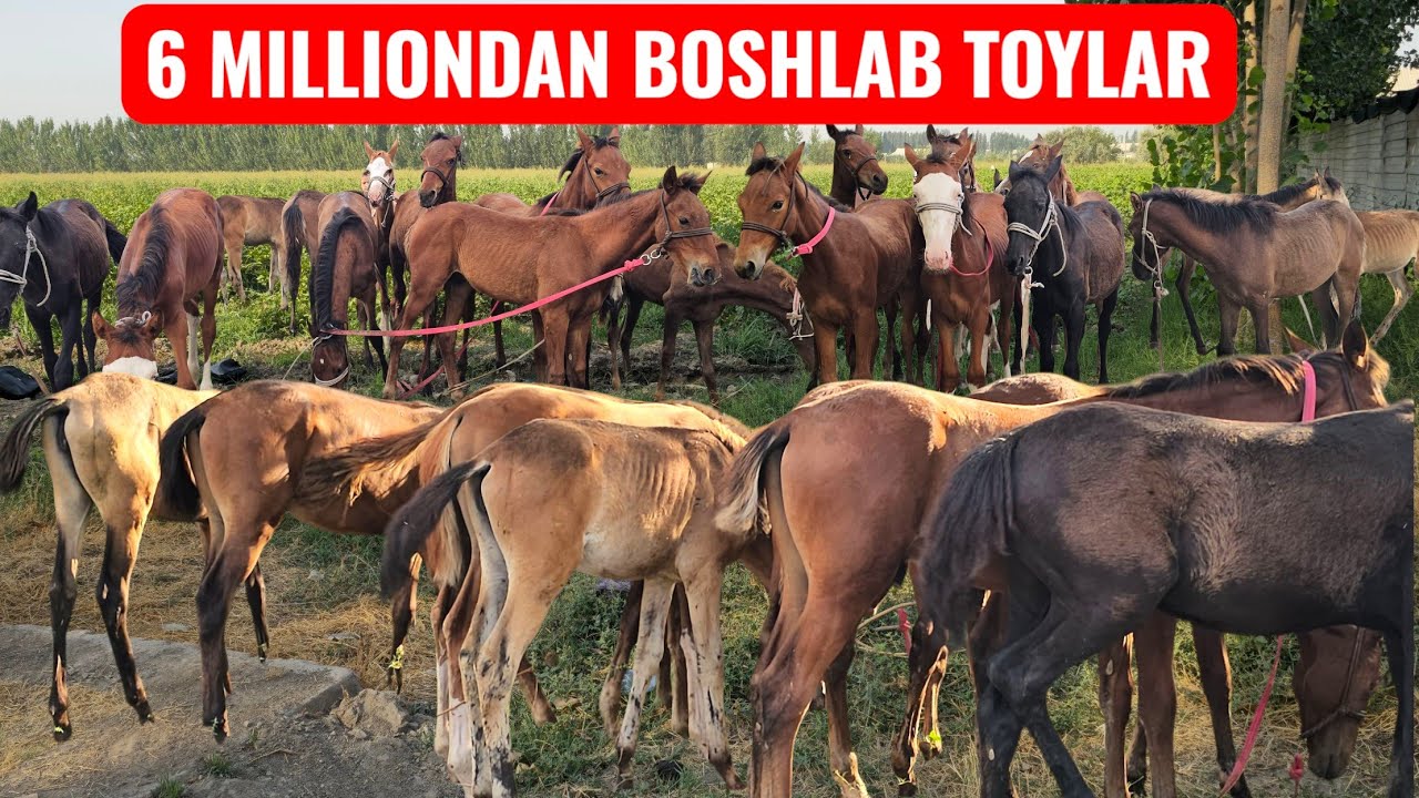 NASILDOR O‘TGA KIRGAN TOYLAR🔥🔥 6 MILLIONDAN BOSHLAB ABDUNOSIR UKAMIZDAN🔥🔥