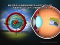 眼のピント調節のメカニズムと近視・遠視
