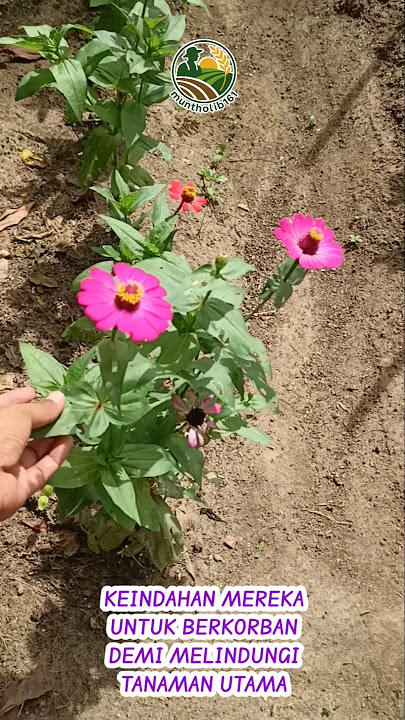 Their Beauty is Sacrificed 🌸🌿 #refugiaflowers #pest-repellentflowers #beautifulflowers #flowers #...