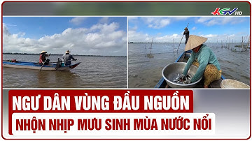 Ngư dân vùng đầu nguồn nhộn nhịp mưu sinh mùa nước nổi | Truyền hình Hậu Giang