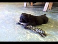 The Boykin Spaniel who 's training to be a future turkey chaser The Boykin Spaniel who 's training to be a future turkey chaser