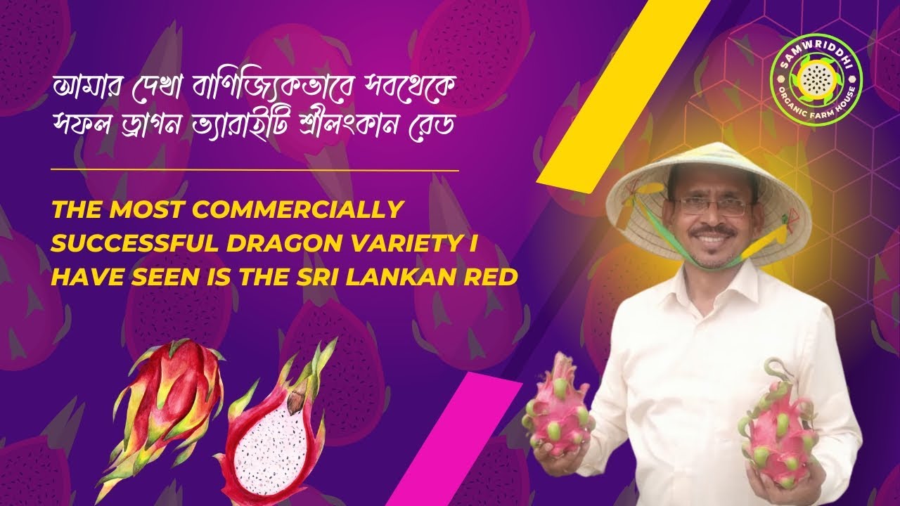 আমার দেখা বাণিজ্যিকভাবে সবথেকে সফল ড্রাগন ভ্যারাইটি শ্রীলংকান রেড