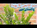 Sabz elachi ka podha || Sabz elaichi ka poda in Pakistan || sabz elaichi ugane ka tarika by CTV