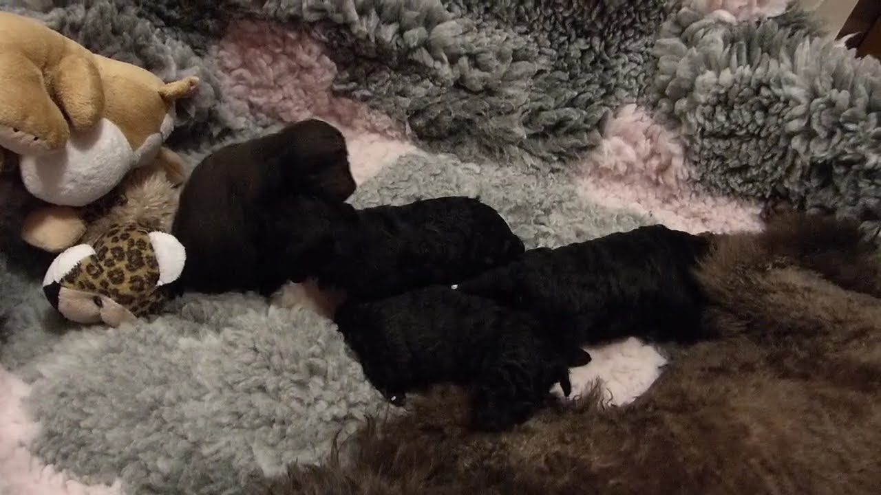 Svarta och brun dvärg-toypudelvalpar som börjar röra sig mer. Dwarf and toy poodle puppies.