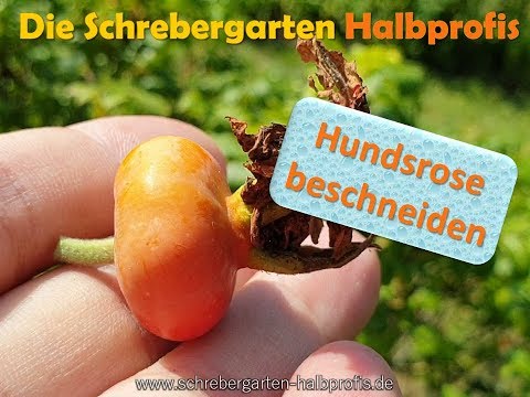 Video: Heckenrosenpflege – Was sind einige gute Heckenrosensorten?