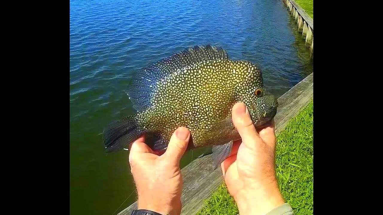 Fishing For Texas Rio Grand Cichlids Youtube