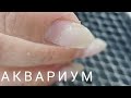 Аквариум на короткие ногти/Простой аквариумный маникюр/Шулунова Дарья