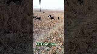 Bengal Goat #agriculture #bakripalan #goat