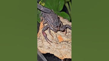 10 loài bọ cạp nguy hiểm nhất hành tinh #shotrs