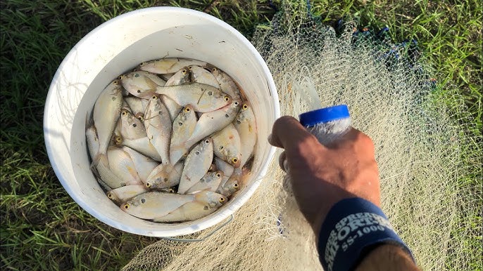 Catching White Bass On Cut Shad 