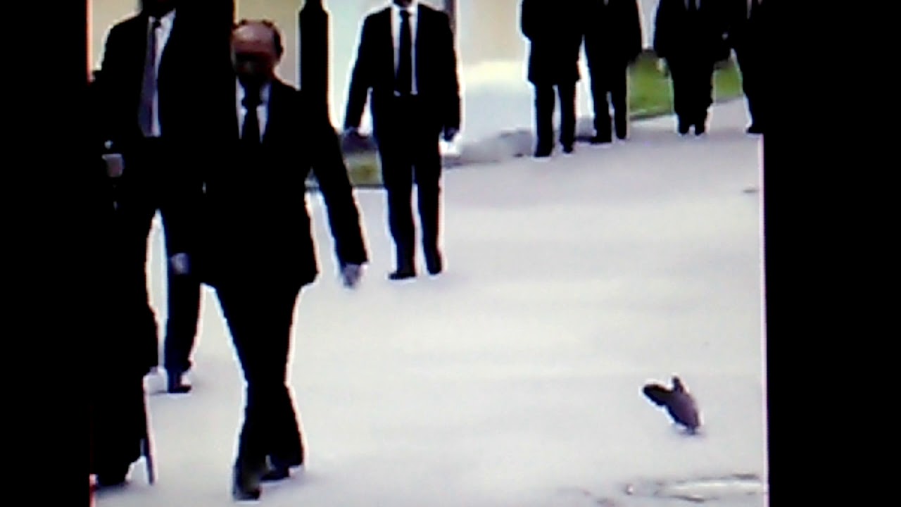 A pigeon salutes Putin. 