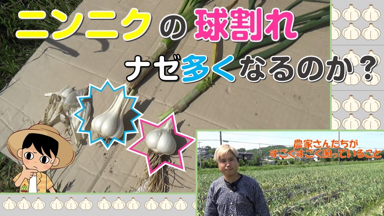 ニンニクの球割れはナゼ多くなるのか？ - YouTube