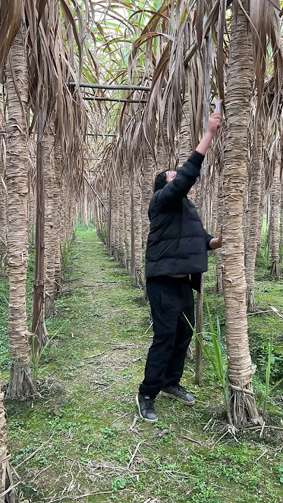 Guangxi white jade sugar cane is mature and really crispy sweet, easy to peel and not hard! #cane